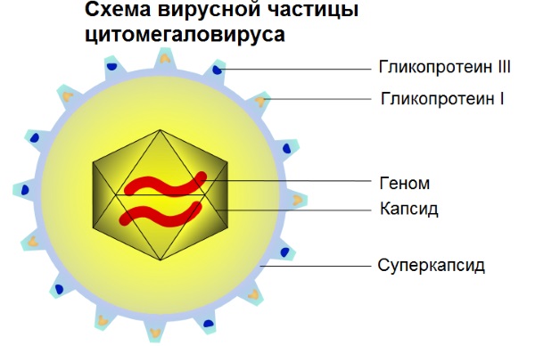 Цитомегаловирус: что это такое. Что значит положительный анализ. Симптомы, лечение. Как передается, проявляется, чем опасен, последствия