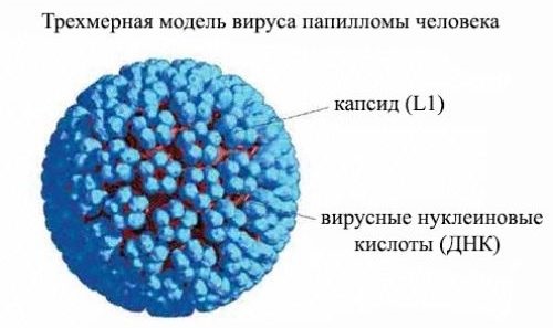 Вирус папилломы человека у женщин в гинекологии. Что это такое, чем опасен, причины, симптомы, как выглядит, передается. Диагностика, анализы, лечение