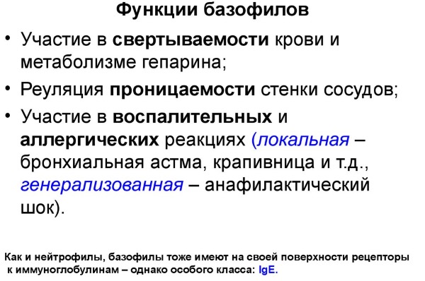 Базофилы повышены в крови у взрослого, ребенка. Причины, о чем это говорит, что делать. Абсолютное содержание, норма