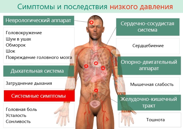 Элеутерококк. Инструкция по применению настойки, экстракта, таблеток, сиропа, капель. Показания, как употреблять