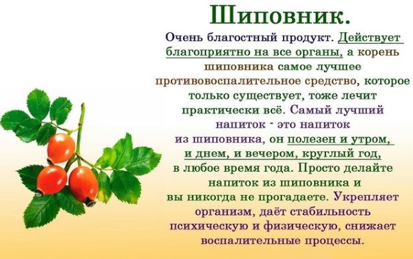 Корень шиповника. Полезные свойства, показания, применение в народной медицине. Рецепт отвара, настоя, чая, спиртовой настойки