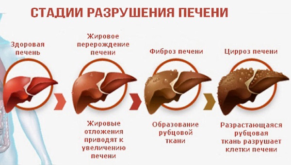 Корень шиповника. Полезные свойства, показания, применение в народной медицине. Рецепт отвара, настоя, чая, спиртовой настойки