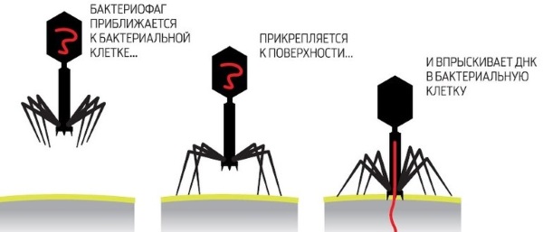 Восстановление микрофлоры кишечника медикаментозными препаратами и народными средствами, диета