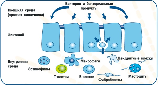 Восстановление микрофлоры кишечника медикаментозными препаратами и народными средствами, диета