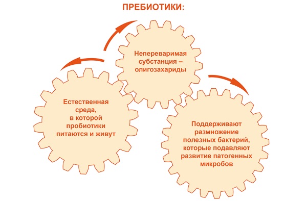 Восстановление микрофлоры кишечника медикаментозными препаратами и народными средствами, диета