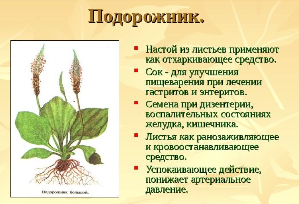 Подорожник: лечебные свойства, состав. Рецепты, как готовить и принимать сироп, сок. Противопоказания