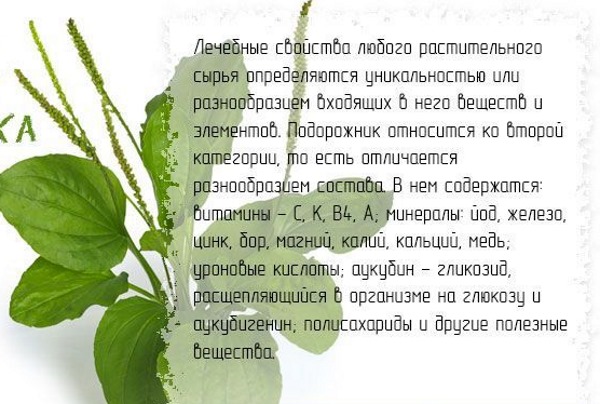 Подорожник: лечебные свойства, состав. Рецепты, как готовить и принимать сироп, сок. Противопоказания