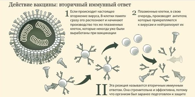 Полиомиелит. Что это, прививка от болезни, график вакцинации, реакция у детей,  симптомы, последствия, осложнения