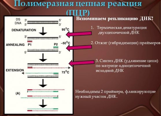 Этапы пцр картинки