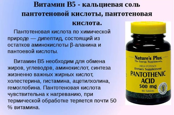 Сосновые почки. Лечебные свойства, противопоказания. Рецепты применения, как заваривать отвар, чай, настойку