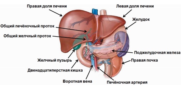 Почему болит печень. Причины и симптомы, как болит у женщин, мужчин после алкоголя, антибиотиков, при беге, беременности. Диагностика и лечение