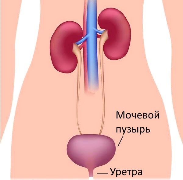 Причины частого мочеиспускания у женщин с болью, жжением, кровью, резью, ложными позывами ночью, по утрам. Лечение