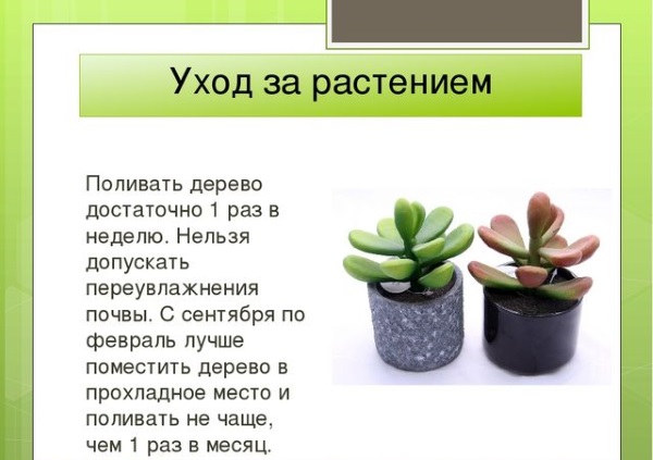 Денежное дерево. Лечебные свойства, рецепты применения в народной медицине и противопоказания