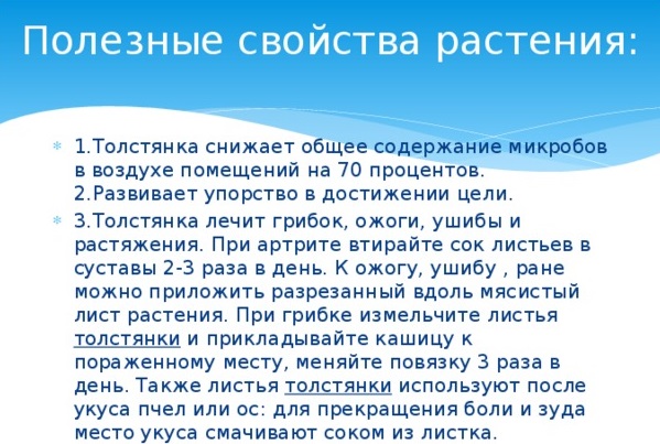 Денежное дерево. Лечебные свойства, рецепты применения в народной медицине и противопоказания