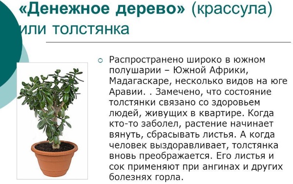 Денежное дерево. Лечебные свойства, рецепты применения в народной медицине и противопоказания