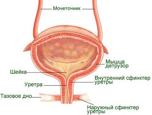 Диета при цистите у женщин, детей, при беременности Список запрещенных и разрешенных продуктов, меню, рецепты