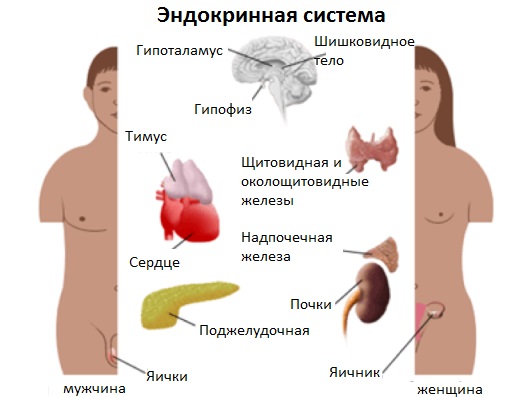 Гормональный фон у женщин: симптомы и признаки нарушения. Как проверить, нормализовать. Анализы, препараты, травы