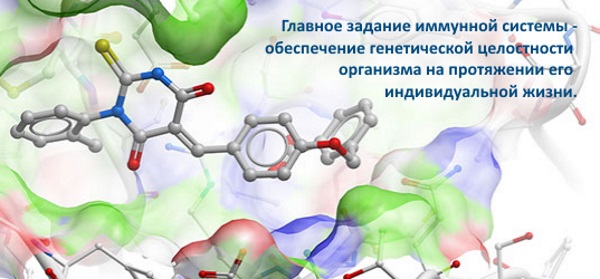 Иммунограмма: что это, как делают анализ у детей, взрослых, базовая, расширенная, гемотест, норма, расшифровка