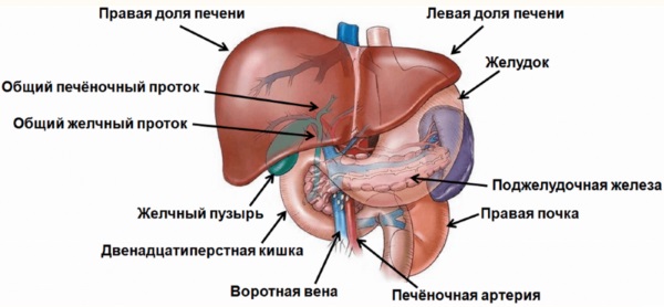 Как почистить печень от шлаков, токсинов препаратами, народными средствами. Полезные продукты, диета