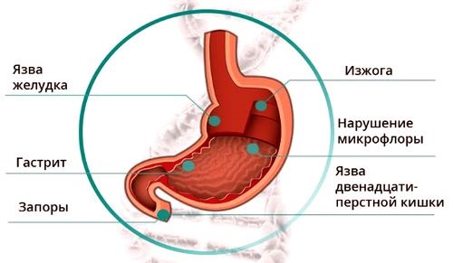 Окопник. Полезные и лечебные свойства, противопоказания, применение растения в народной медицине и косметологии. Как собирать и хранить