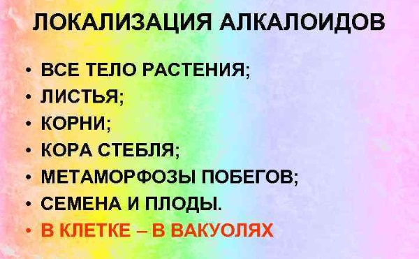 Окопник. Полезные и лечебные свойства, противопоказания, применение растения в народной медицине и косметологии. Как собирать и хранить