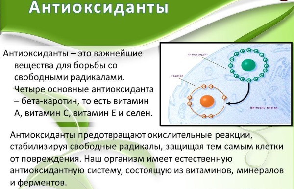 Саган дайля трава. Лечебные свойства, противопоказания, польза и вред, рецепт настойки