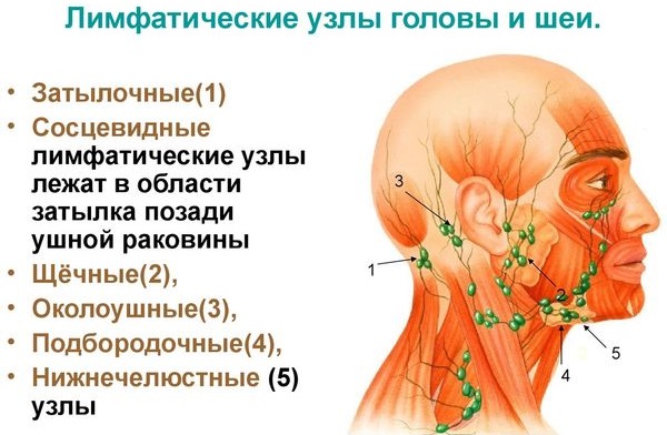 Причины и лечение воспалённых лимфоузлов на шее, если увеличенные, болят, опухли. УЗИ, диагностика и удаление