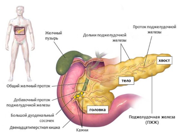 Причины и лечение вздутия живота, газообразования у взрослых. Народные средства. Как быстро избавиться