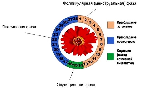 Фолликулометрия: что это такое, как проводится УЗИ малого таза, нормы, подготовка, что показывает, цена