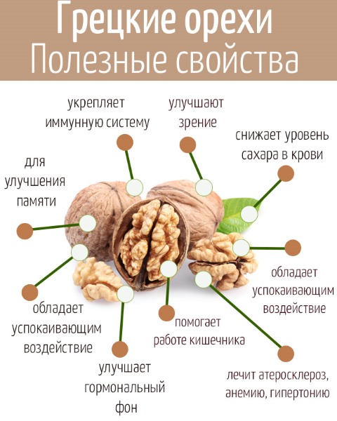 Грецкий орех: польза и вред, лечебные свойства. Состав, как хранить, сушить, с чем употреблять, как готовить масло, варенье, салат