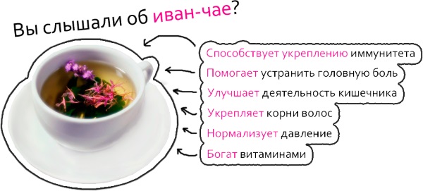 Иван-чай. Как собирать и сушить, заваривать и пить. Польза и вред, лечебные свойства. Противопоказания