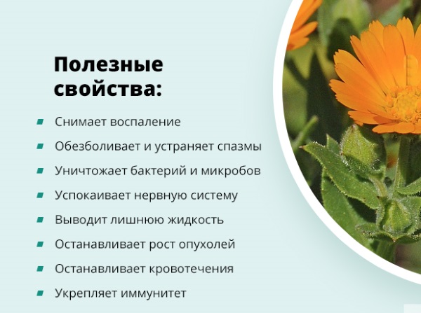 Календула. Полезные свойства для женщин, мужчин и детей. Рецепты применения, противопоказания