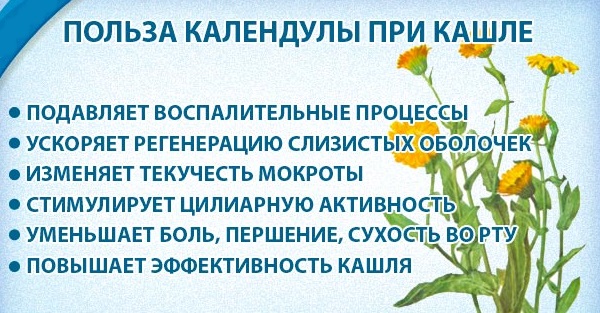 Календула. Полезные свойства для женщин, мужчин и детей. Рецепты применения, противопоказания