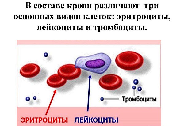 Коагулограмма: что это за анализ, расшифровка, норма в крови у взрослых. Для чего сдают при беременности, перед операцией, как делают гемотест, сколько дней