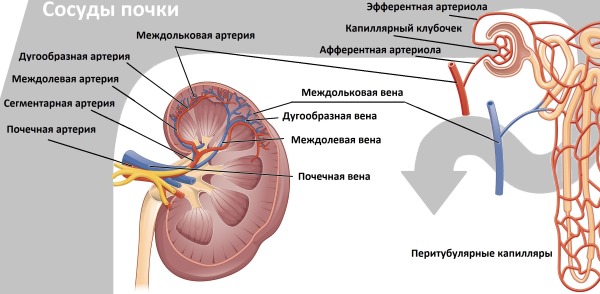 Кортикостероиды: препараты ингаляционные, топические, список капель, мазей, таблеток. Как действуют, побочные эффекты