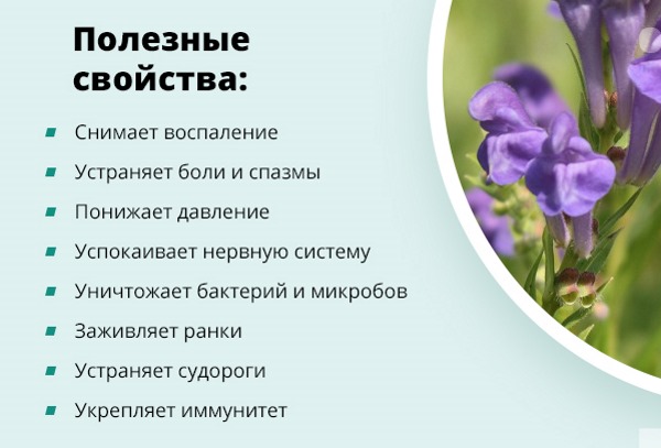 Лечебные свойства шлемника байкальского и противопоказания, экстракт корня, настойка травы