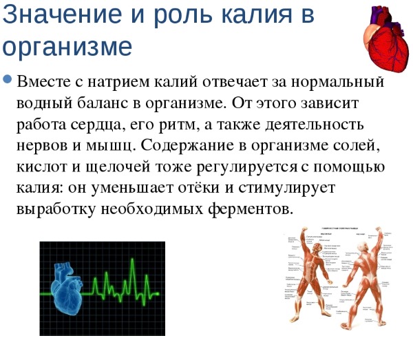 Лечебные свойства шлемника байкальского и противопоказания, экстракт корня, настойка травы
