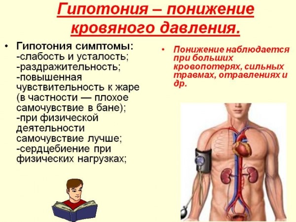 Лечебные свойства шлемника байкальского и противопоказания, экстракт корня, настойка травы