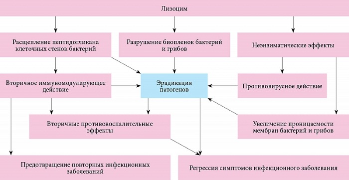 Лизобакт. Инструкция по применению для детей, женщин, при беременности. Цена, аналоги