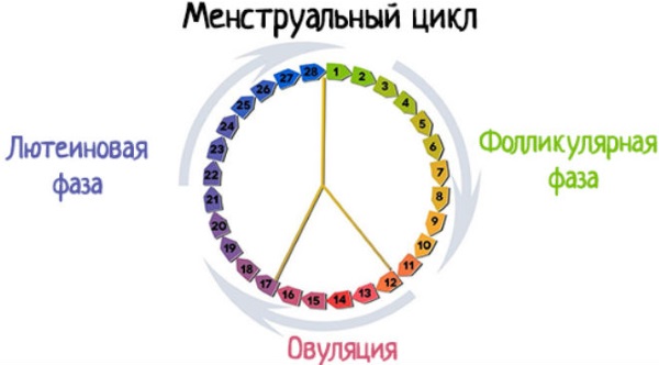 Цикл месячных лютеиновая фаза