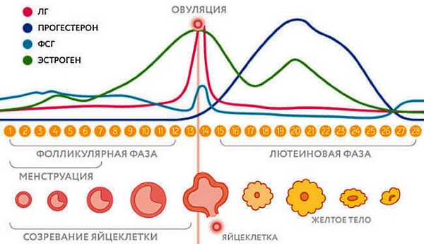 Цикл месячных лютеиновая фаза