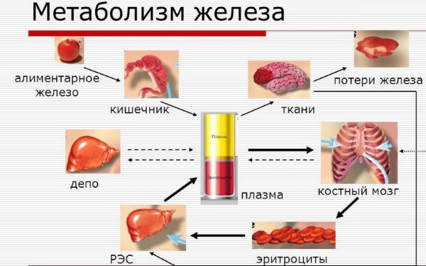 Препараты железа при анемии, для беременных, детей, женщин, мужчин. Польза, как принимать. Список лучших средств, названия и цены