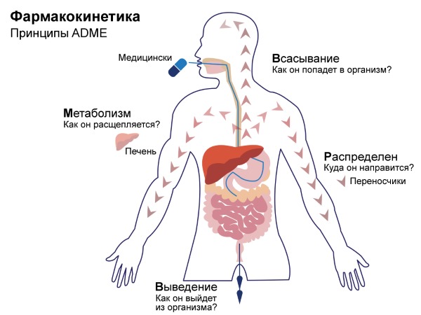 Редуксин. Отзывы худеющих, цена, комплектация. Аналоги. Инструкция, побочные эффекты, противопоказания