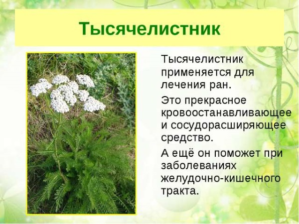 Тысячелистник: лечебные свойства, виды растения, рецепты применения в народной медицине. Противопоказания