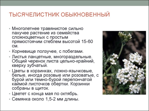 Тысячелистник: лечебные свойства, виды растения, рецепты применения в народной медицине. Противопоказания