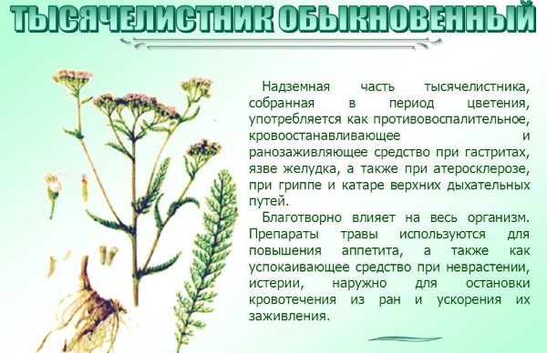Тысячелистник: лечебные свойства, виды растения, рецепты применения в народной медицине. Противопоказания