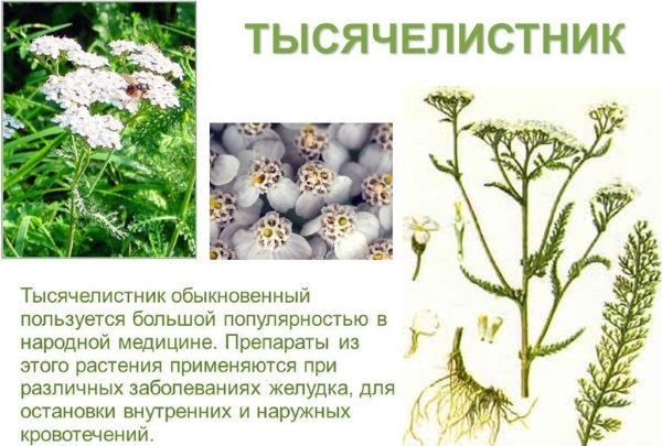 Тысячелистник: лечебные свойства, виды растения, рецепты применения в народной медицине. Противопоказания