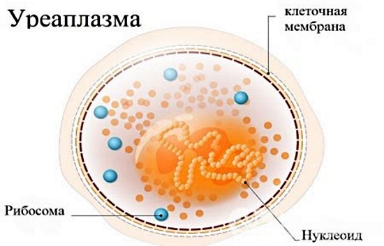 Уреаплазма у женщин. Причины, симптомы и лечение при беременности. Норма в анализах мазка, крови. Препараты