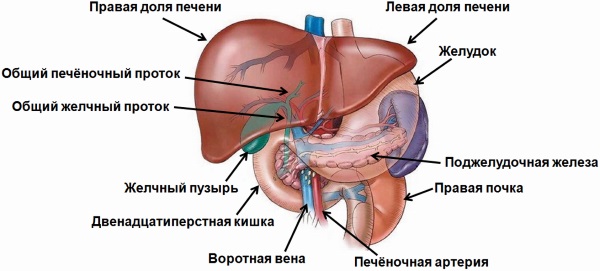 Жировой гепатоз печени. Симптомы и лечение медикаментозное, народными средствами, диета