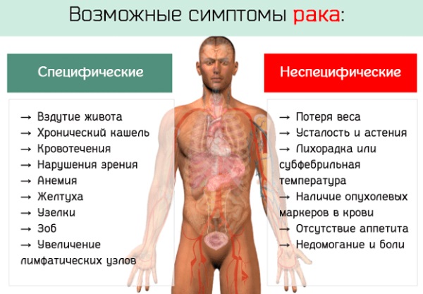 Адамово яблоко. Применение в народной медицине, свойства, способы лечения, настойка для суставов, похудения, потенции